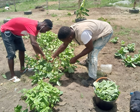 Training at local community farm to prepare, build, maintain and manage productive farming operations.