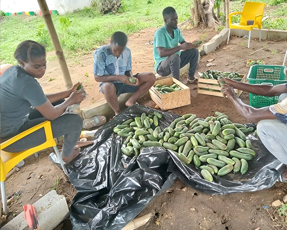 Training at local community farm to prepare, build, maintain and manage productive farming operations.